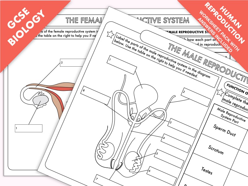 GCSE Biology: Human Reproduction Worksheet Pack