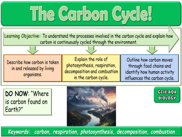 The Carbon Cycle AQA GCSE (9-1) Biology