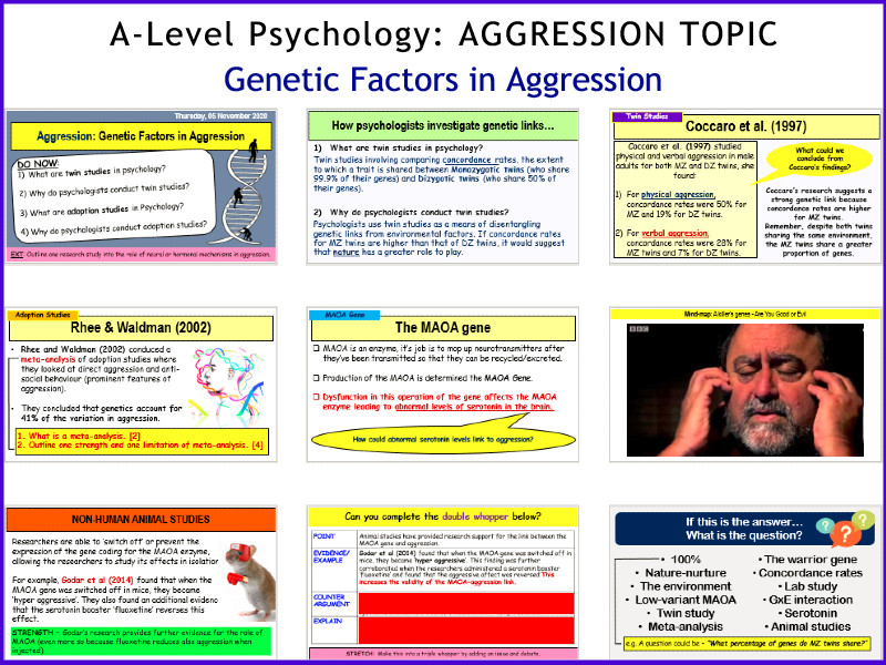 A Level Psychology GENETIC FACTORS In Aggression Year 2 Aggression 