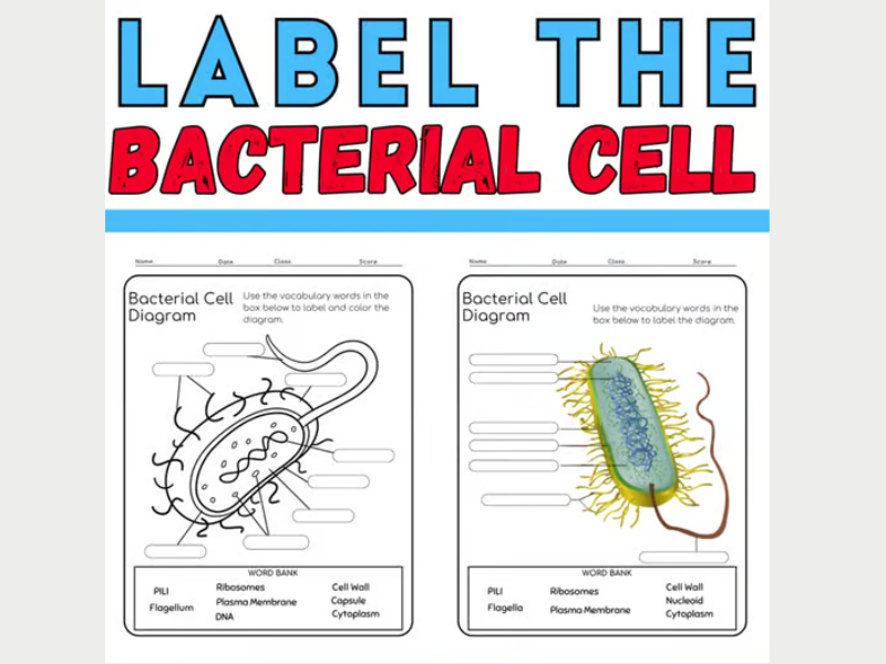 Label the Bacterial Cell: Microbiology Coloring Activity: End of year Activities