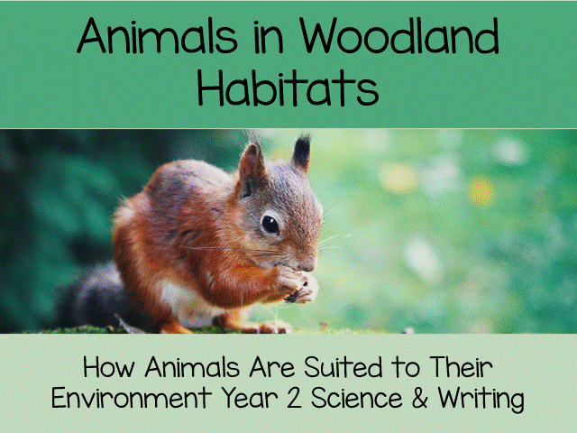 Animals in Woodland Habitats: How Animals Are Suited to Their Environment (Year 2 Science & Writing)