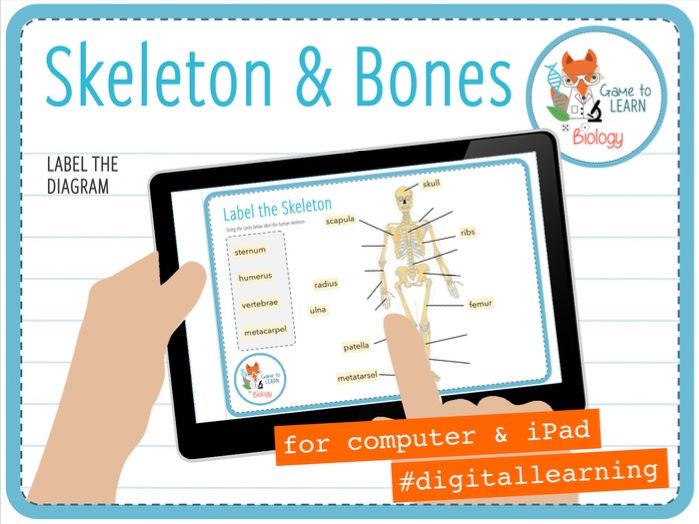 Skeleton and Bones Digital Label Activity (KS2/3) Teaching Resources