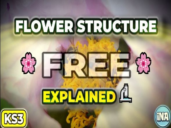 Flower Structure - FREE KS3 Biology Worksheet