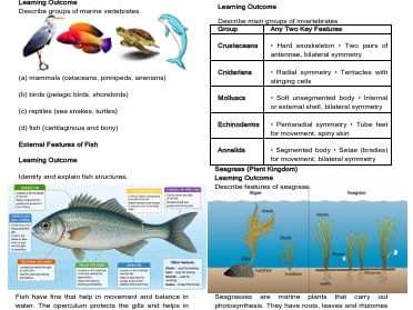 Cambridge IGCSE Marine Science 0697 – Complete Revision 19 page Notes