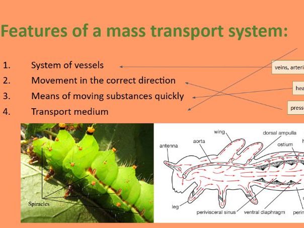 AS Biology (international) Unit 1 Circulation
