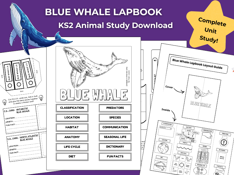 Blue Whale KS2 Animal Science Activities | Lapbook