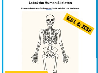 FREE Human Skeleton Label Worksheet KS1 & KS2 | Human Body Science Activity