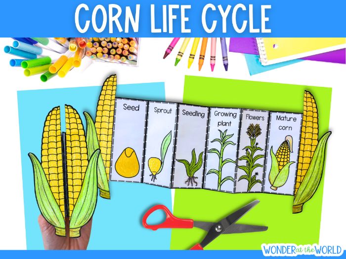 Corn maize plant life cycle foldable sequencing activity for autumn
