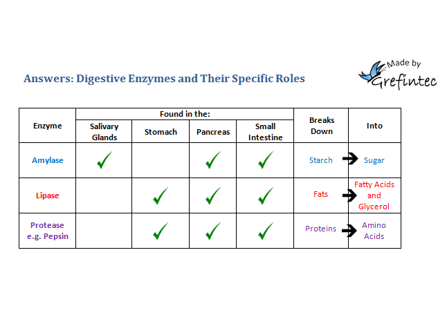 Digestive enzymes; their specific roles and locations in the human body