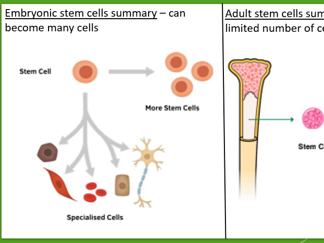 AQA GCSE Biology - Stem Cells