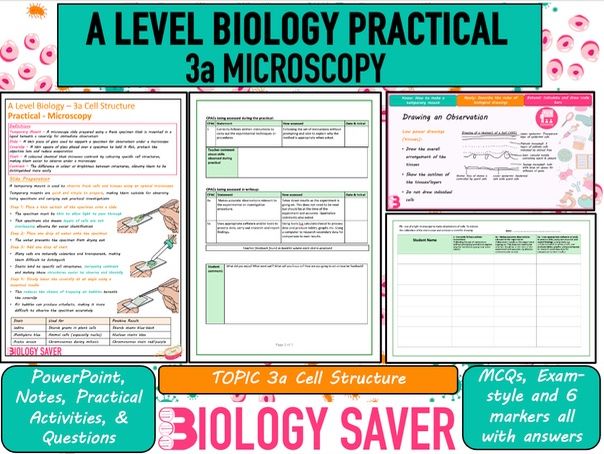 A Level Bio Practical - 3a Microscopy