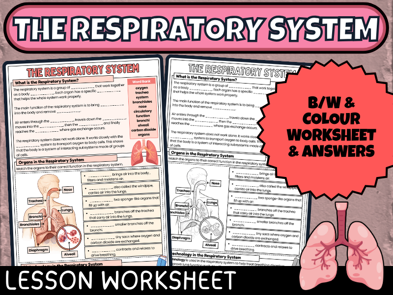 Respiratory System Worksheet: Body Systems