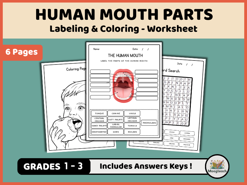 Parts of the Human Mouth | Digestive System | Teeth & Tongue | Labeling | Biology | KS1 | KS2 | KS3