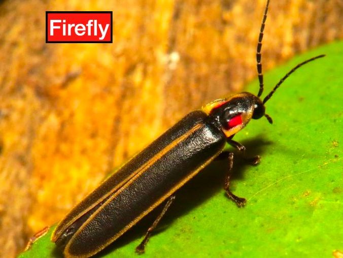 Fireflies: Animated Keynote/PPT Presentation, Colorful Science
