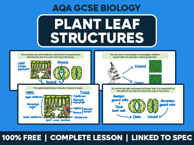 GCSE AQA Biology Complete Lesson - Plant Leaf Structures