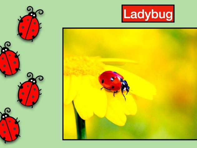 Ladybug: Animated Keynote/PPT Presentation, Colorful Science