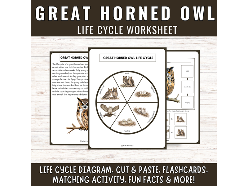 Great Horned Owl Life Cycle: Nocturnal Animals Science Unit Study & Fun Facts