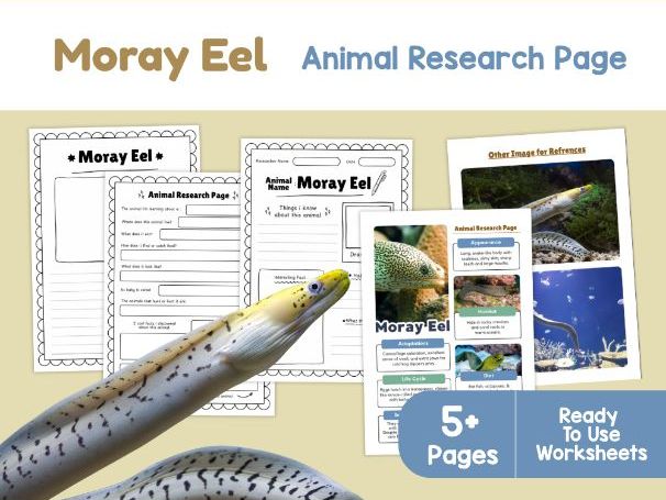 Moray Eel Animal Research Page | Marine Predator Activities