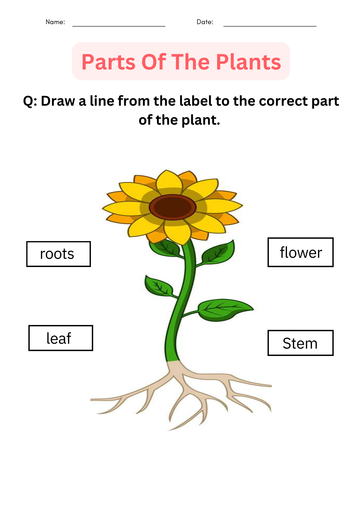 Printable Activities Parts Of A Plant Worksheet For Kindergarten