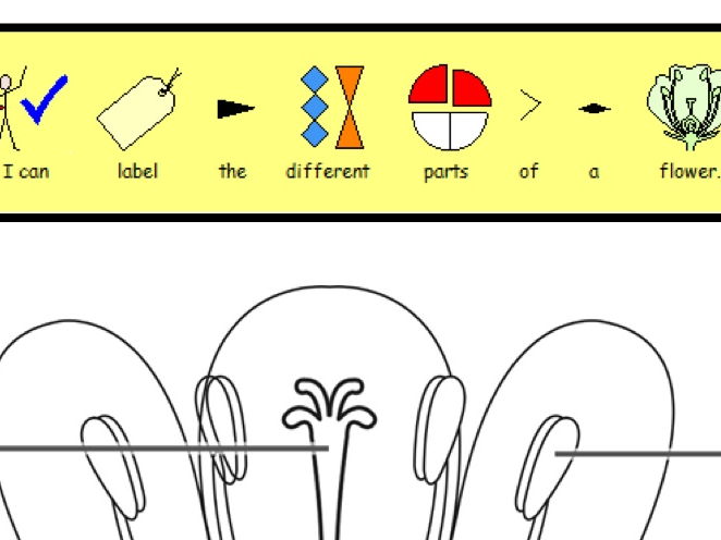 (Widgit symbols) Label the parts of a plant -  2 differentiated worksheets