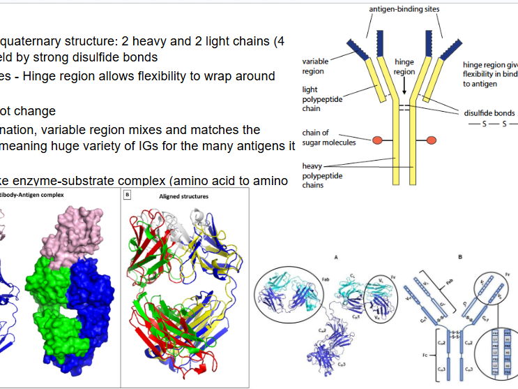 AS Level AQA Immunity (T Cells B Cells) plus Past Paper Questions