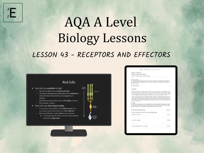 AQA A Level Biology Lesson 43 - Receptors and Effectors