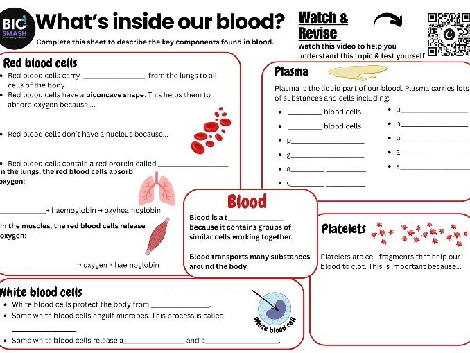 Components of Blood- GCSE Circulatory System