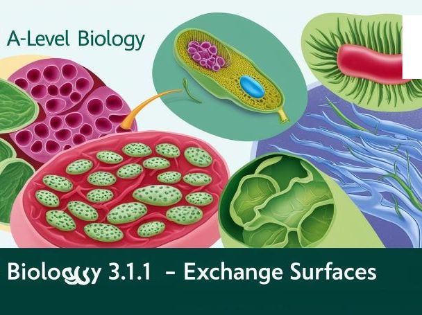 OCR A-level biology 3.1.1 Whole topic- Exchange surfaces | Teaching ...