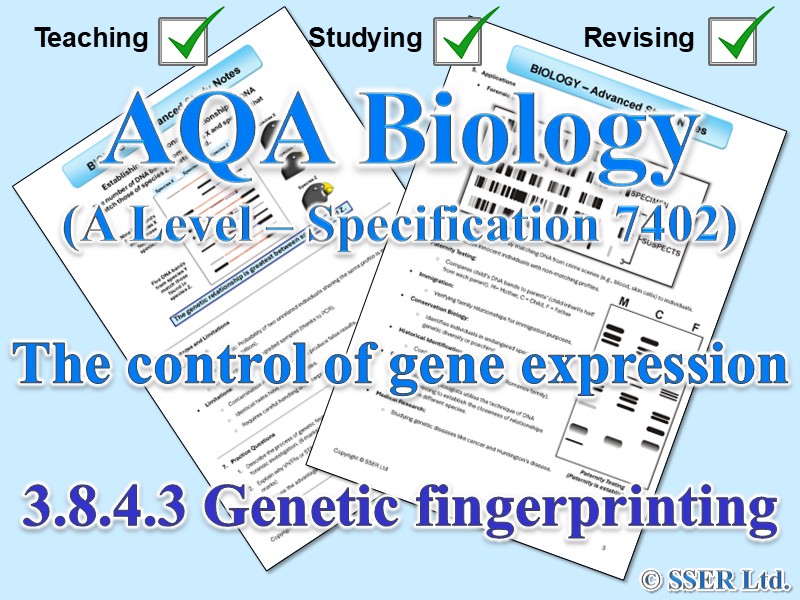 BIOA_AQA Topic Notes: 3.8.4.3 Genetic fingerprinting