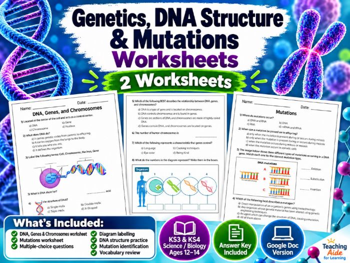 DNA, Genes, Chromosomes & Mutations Worksheet – Genetics