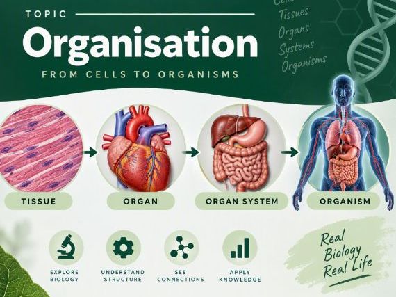 AQA Biology- Cells, tissues and organs