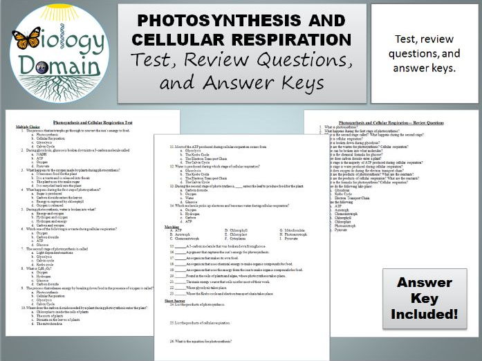 32-photosynthesis-and-cellular-respiration-worksheet-answer-key-support-worksheet