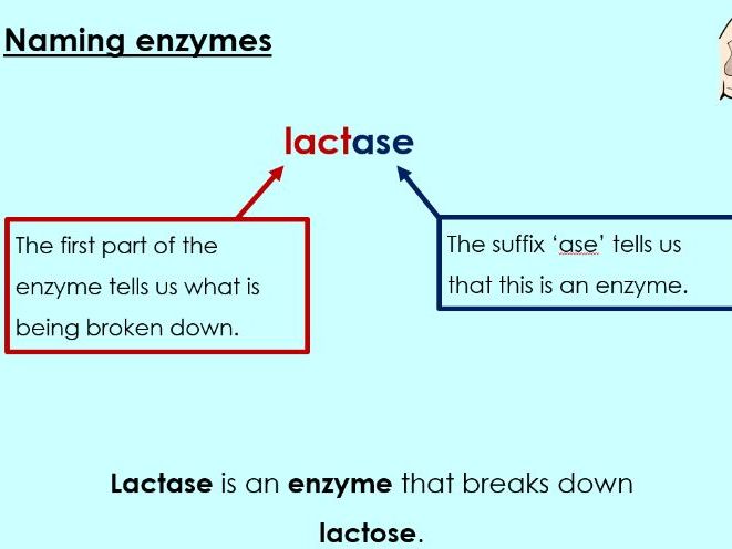 Enzymes - KS3 Activate lesson