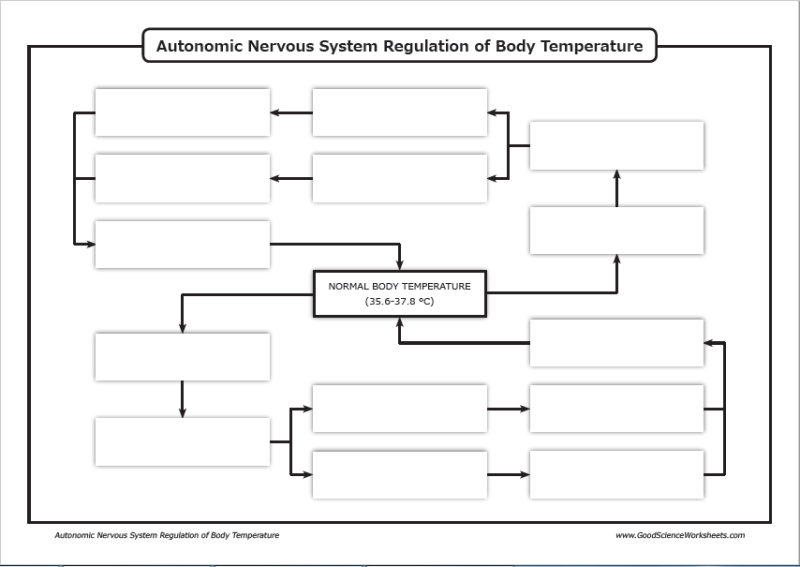 Homeostasis - Nervous System Regulation of Body Temperature