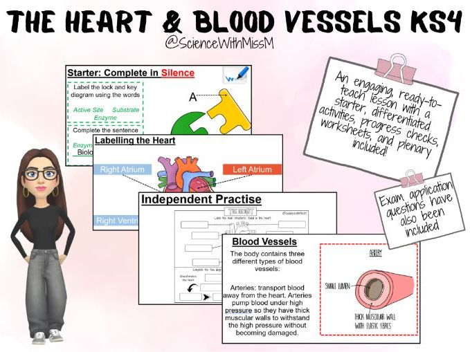 B2- The Heart and Blood Vessels (GCSE)