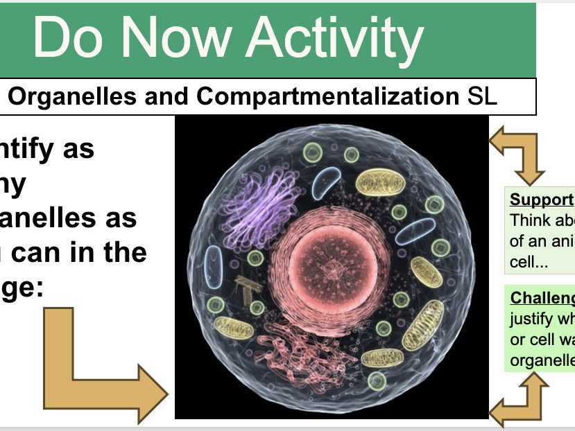 IBDP Biology B2.2 Organelles and Compartmentalization SL