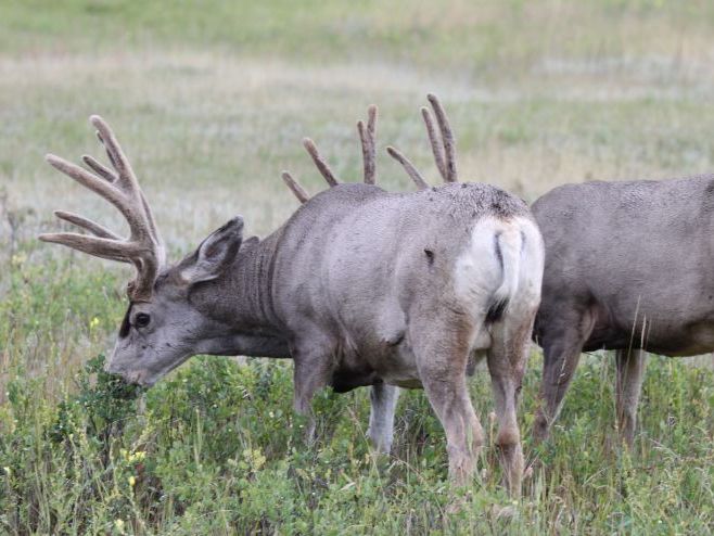 KS4 & KS5 biology and maths: How are population dynamics models helping wildlife management?
