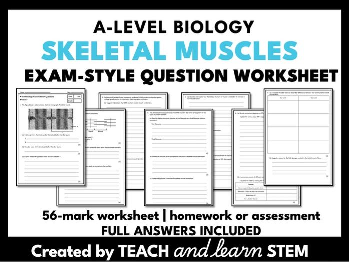 Skeletal Muscles A-level Biology Exam-Style Questions Worksheet | Homework | Cover Work | Assessment