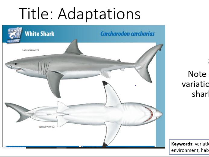 AQA Activate 1 10.3 Adaptations