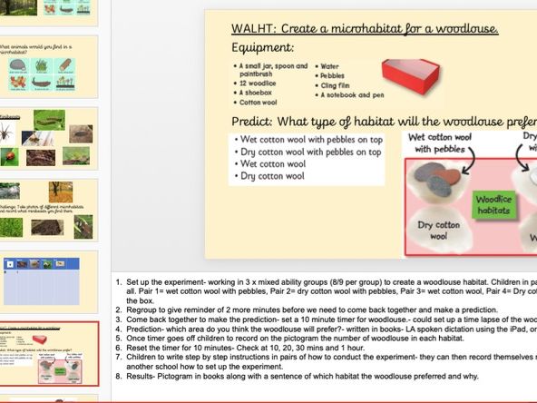 KS1 Primary Science Microhabitat mini beast Powerpoint Activity