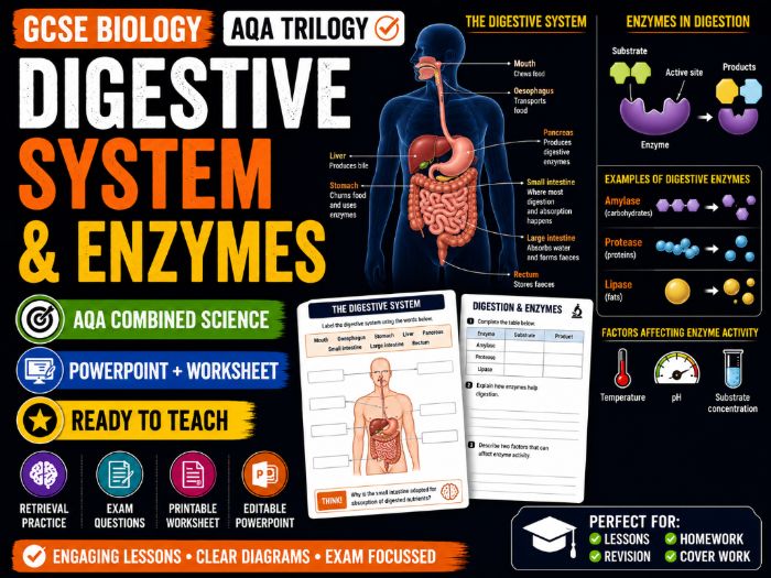 Digestive System & Enzymes Lesson | GCSE Biology | AQA Combined Science Trilogy | PowerPoint + WS