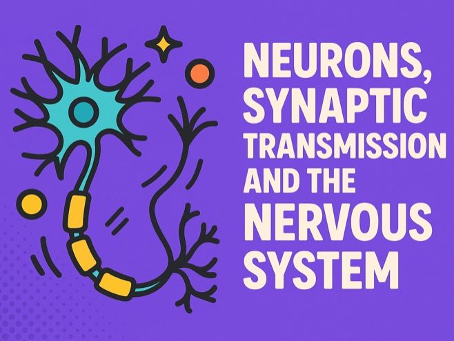Neurons, Synaptic Transmission and the Nervous System