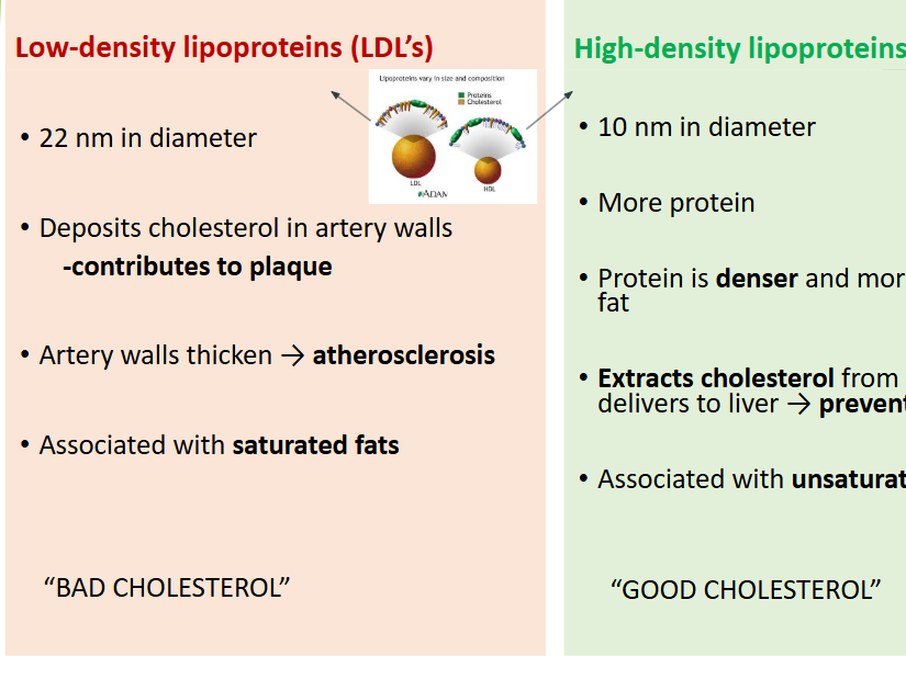 AS Biology Diet and Cardiovascular Health (international)