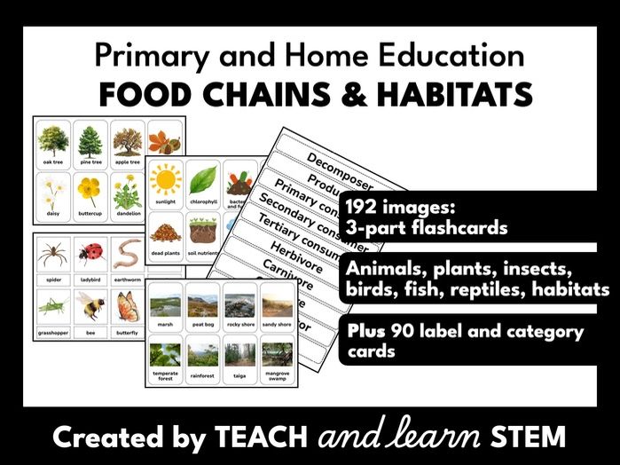 Food Chain and Web Cards | Sorting Activities | Matching | Home Education | KS1 - KS4