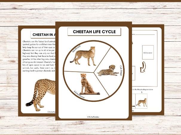 Life Cycle of a Cheetah Worksheet- Animal Science Unit Study With Fun Facts!