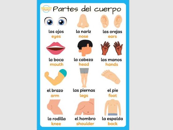 Spanish Parts of the Body Vocabulary Posters Worksheet & Wordsearch