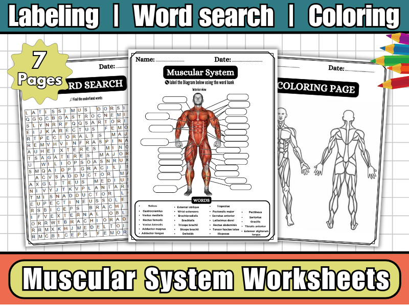 Muscular System Anatomy Worksheets-Human Body Diagram Labeling,Coloring & Word Search-Science