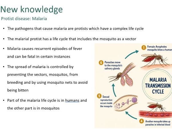 Protist diseases (Biology GCSE AQA)