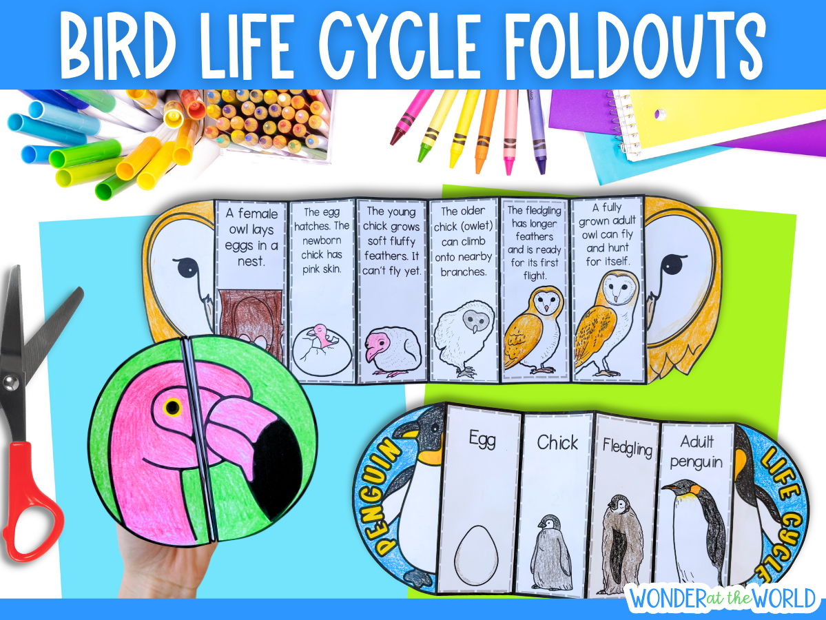Bird life cycle foldable activity bundle - owl, penguin, chicken, flamingo