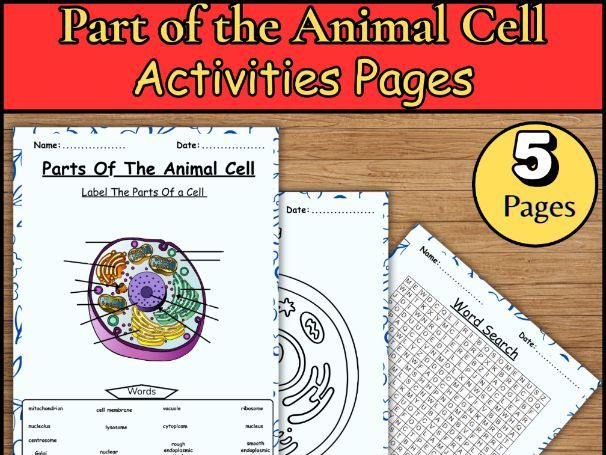 Animal Cell /Word search science/Coloring page/Cell structure/Life science